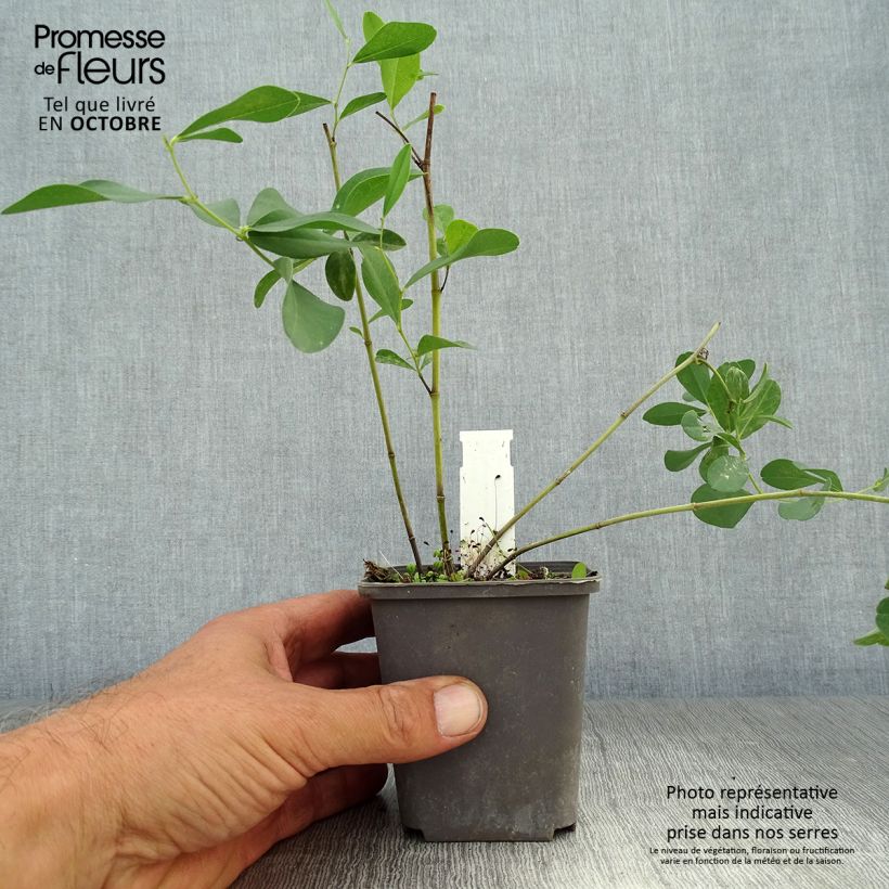 Baptisia sphaerocarpa 8/9 cm pot sample as delivered in autumn