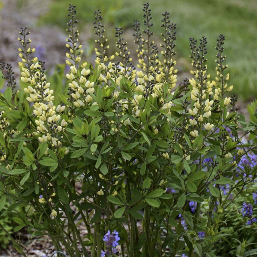 Baptisia Decadence Series Vanilla Cream - False Indigo (Plant habit)