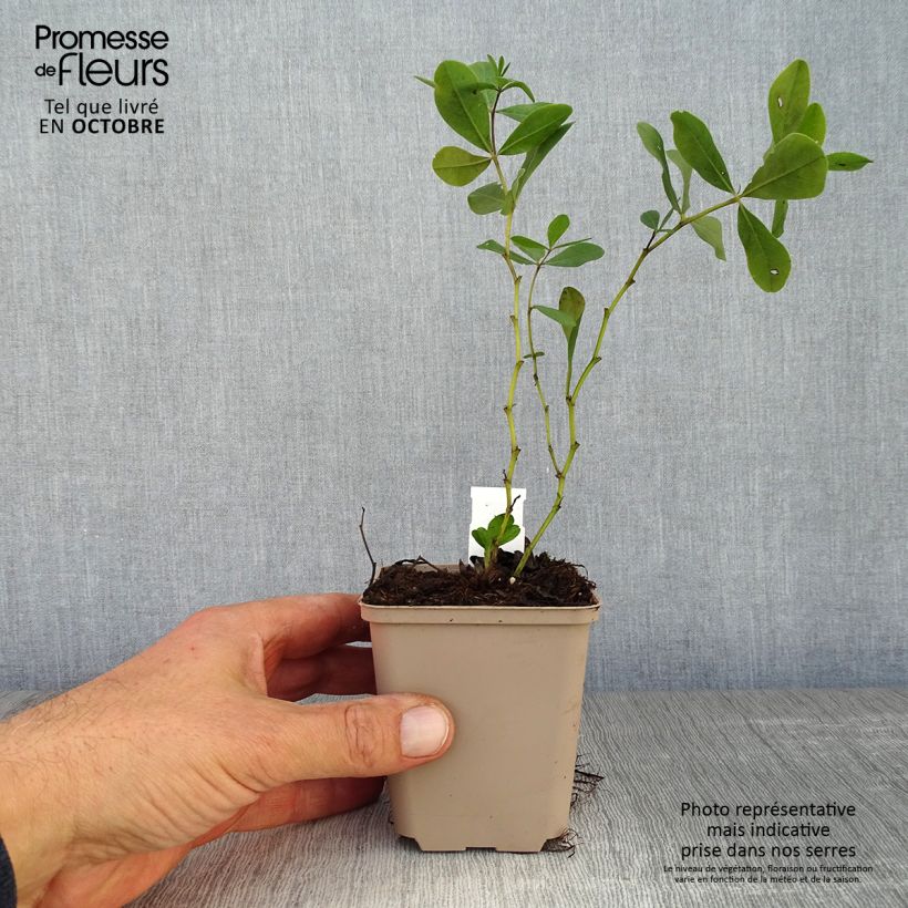 Baptisia Decadence Series Vanilla Cream - False Indigo 8/9 cm pot sample as delivered in autumn