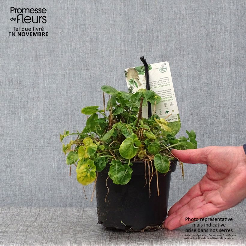 Barbarea verna - Land cress 1.5L/2L pot sample as delivered in autumn
