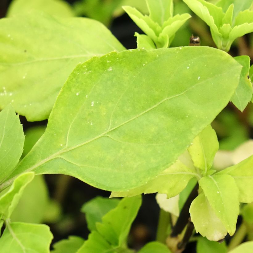 Ocimum fragrantissimum Selloi (Foliage)