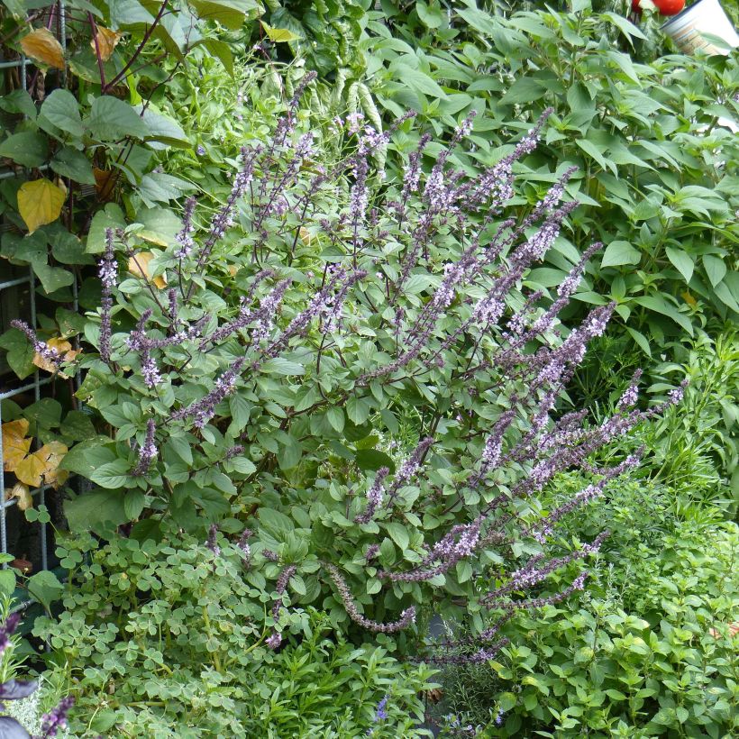 Perennial Magic Mountain Basil in seedlings (Plant habit)