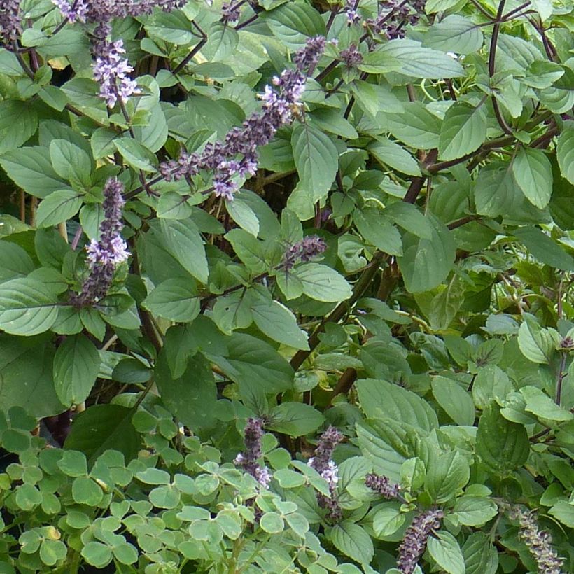 Perennial Magic Mountain Basil in seedlings (Foliage)