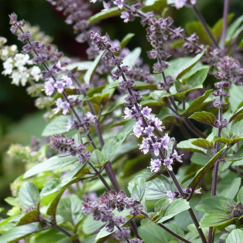 Perennial Magic Mountain Basil in seedlings (Flowering)