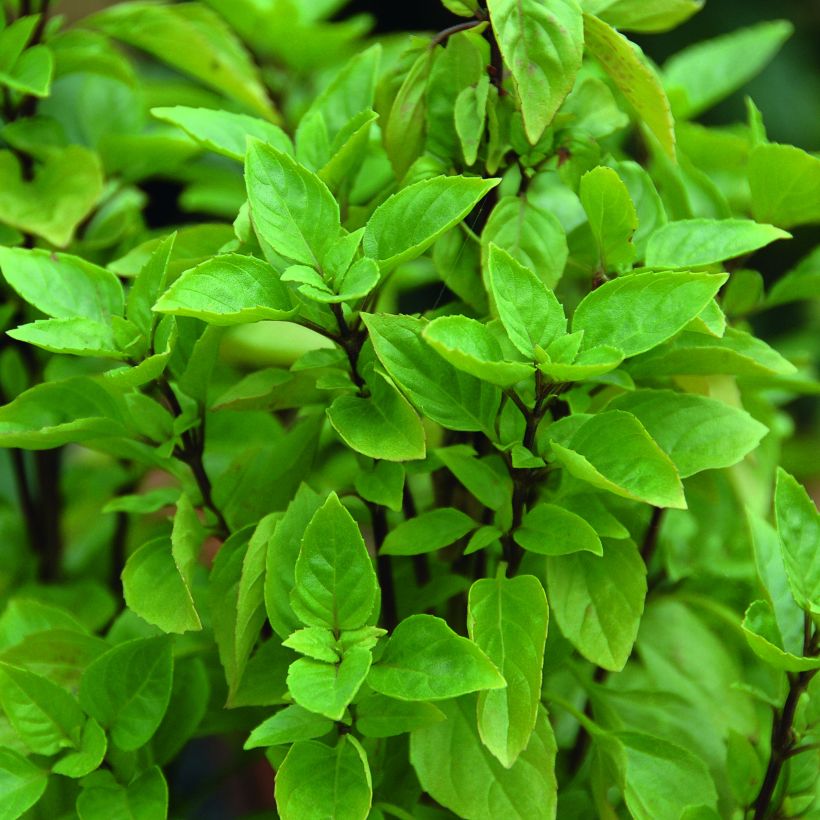 Russian Perennial Basil - Ocimum basilicum (Foliage)