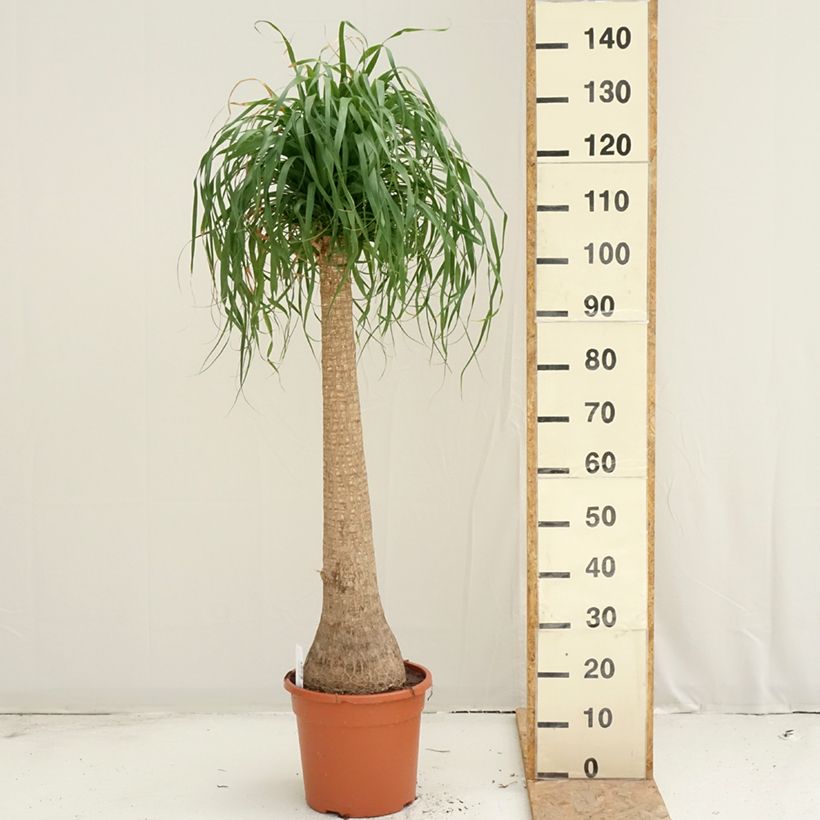 Beaucarnea recurvata - Elephant's foot 7.5L/10L pot sample as delivered in summer