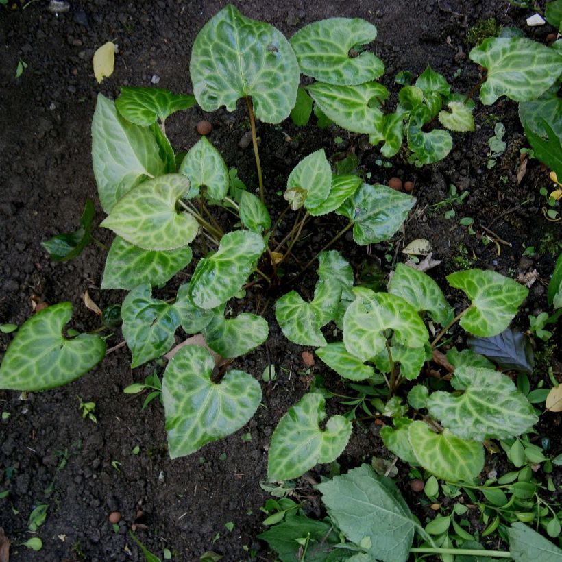 Beesia calthifolia (Plant habit)