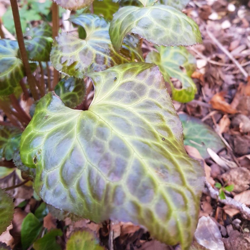 Beesia calthifolia (Foliage)