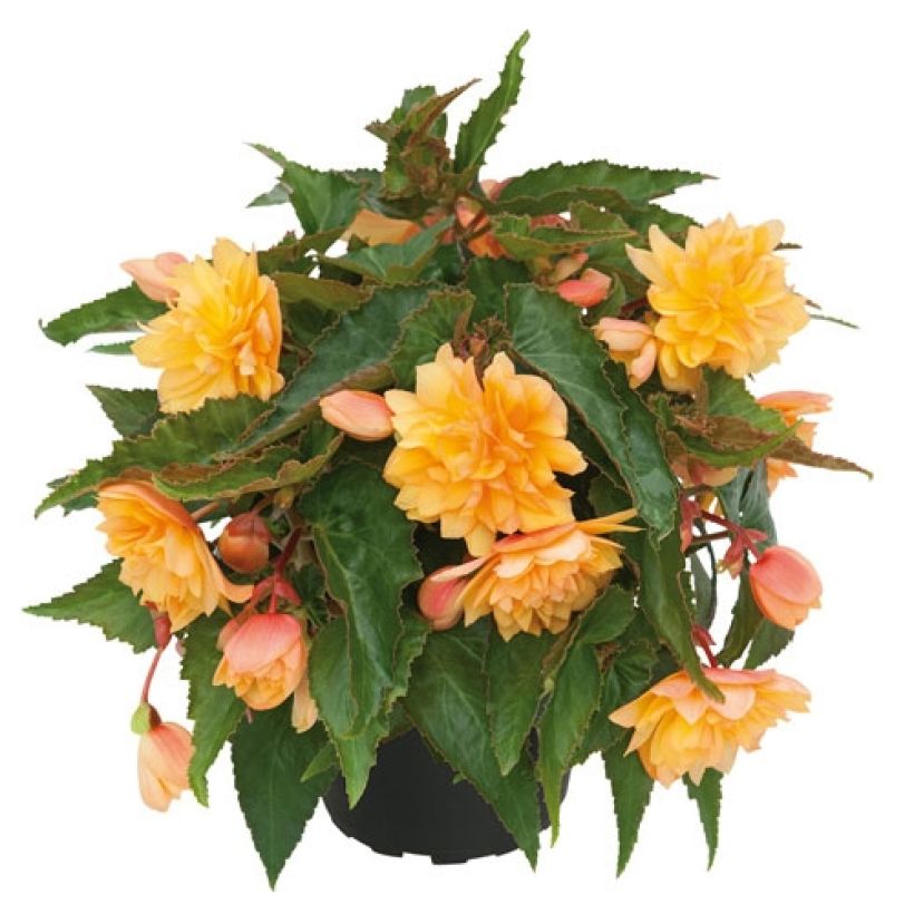 Begonia Belleconia Mango (Plant habit)