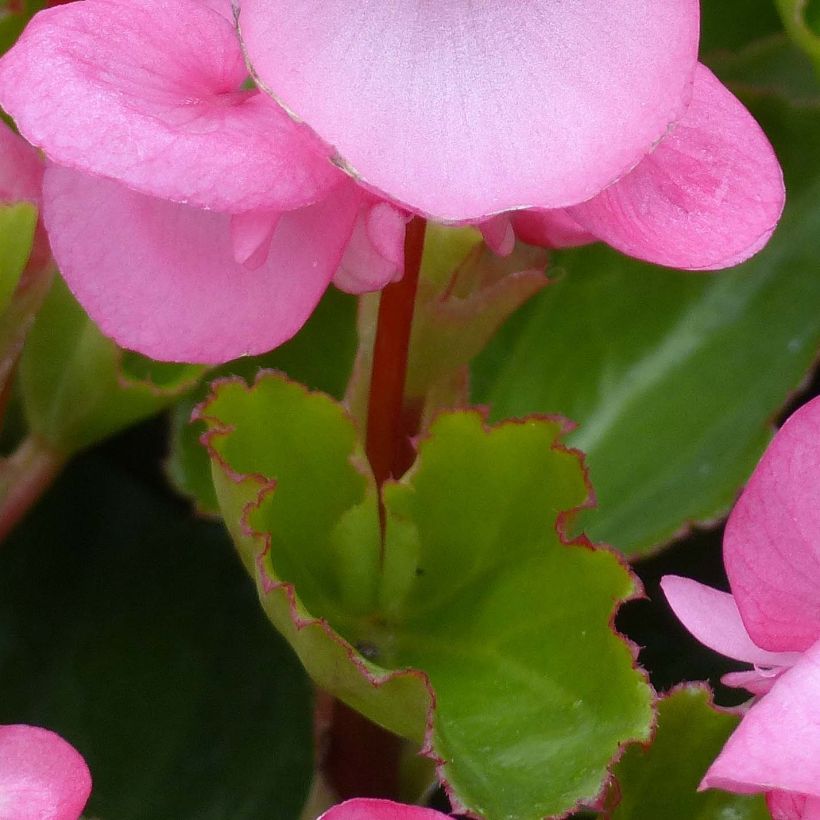 Begonia Big F1 soft pink (Foliage)