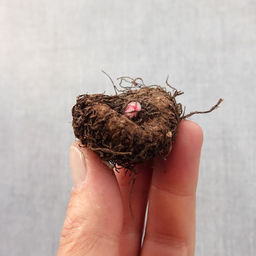 Begonia Compacta Bulb size 4/5 sample as delivered in spring