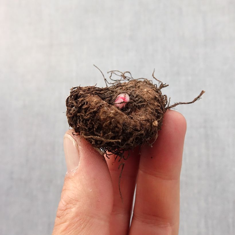 Begonia Compacta sample as delivered in spring