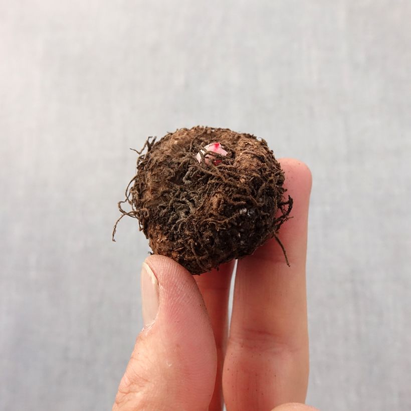 Begonia erecta Bouton de Rose - Begonia bulbs Bulb size 5+ sample as delivered in spring