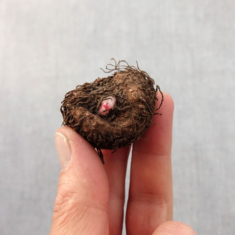 Begonia Marmorata Bulb size 4 sample as delivered in spring