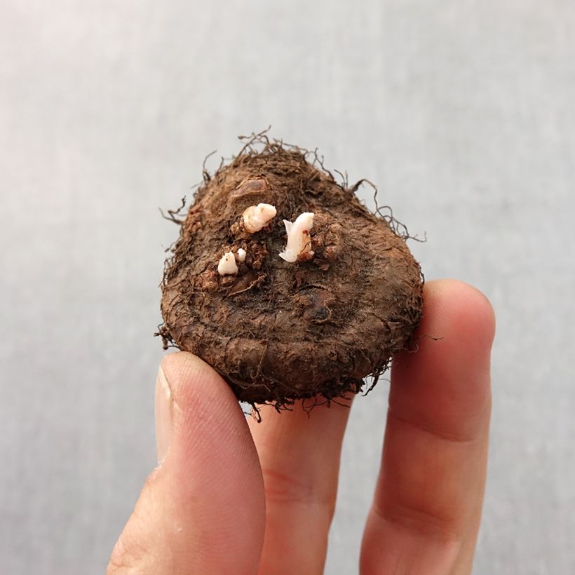White-flowered Begonia Fimbriata Bulb size 6+ sample as delivered in spring
