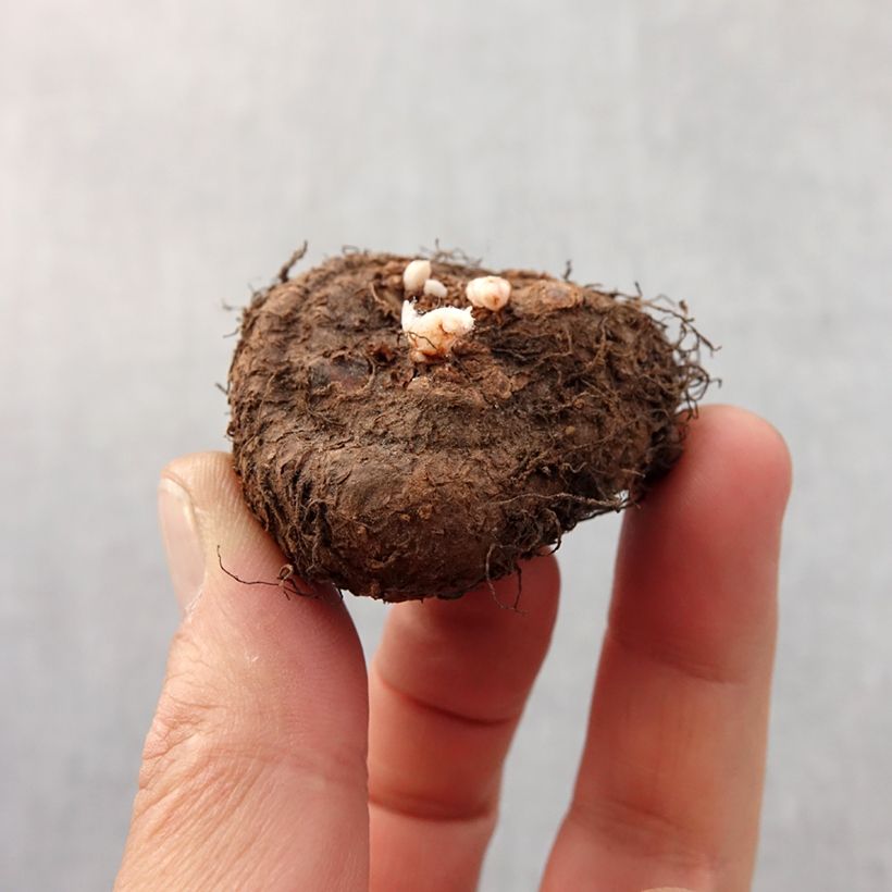 Yellow Begonia multiflora Fimbriata Bulb size 6+ sample as delivered in spring