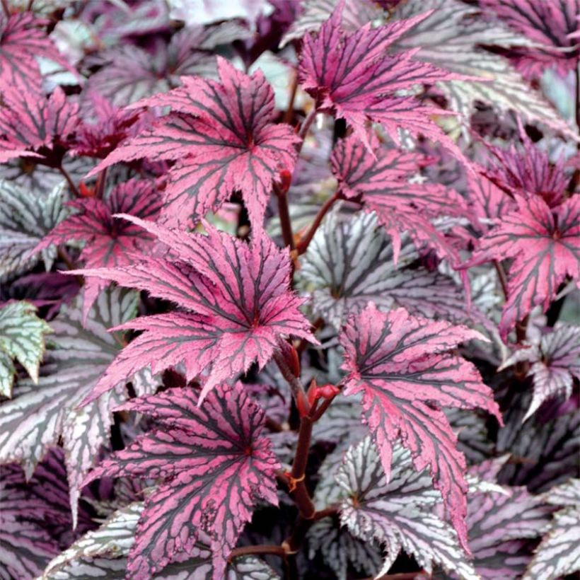 Begonia Garden Angel Blush (Foliage)