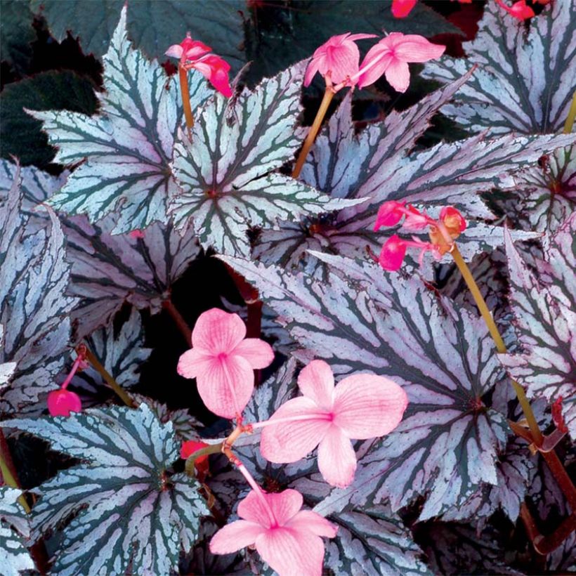 Begonia Garden Angel Blush (Flowering)