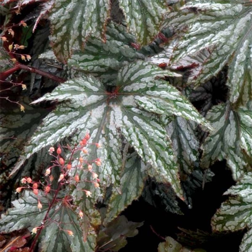 Begonia Garden Angel Silver (Foliage)