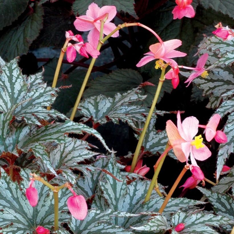 Begonia Garden Angel Silver (Flowering)