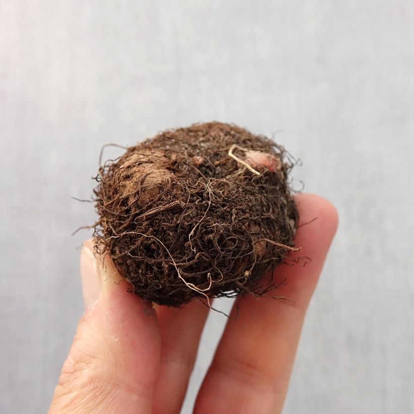 White Begonia grandiflora - Begonia bulbs Bulb size 6+ sample as delivered in spring