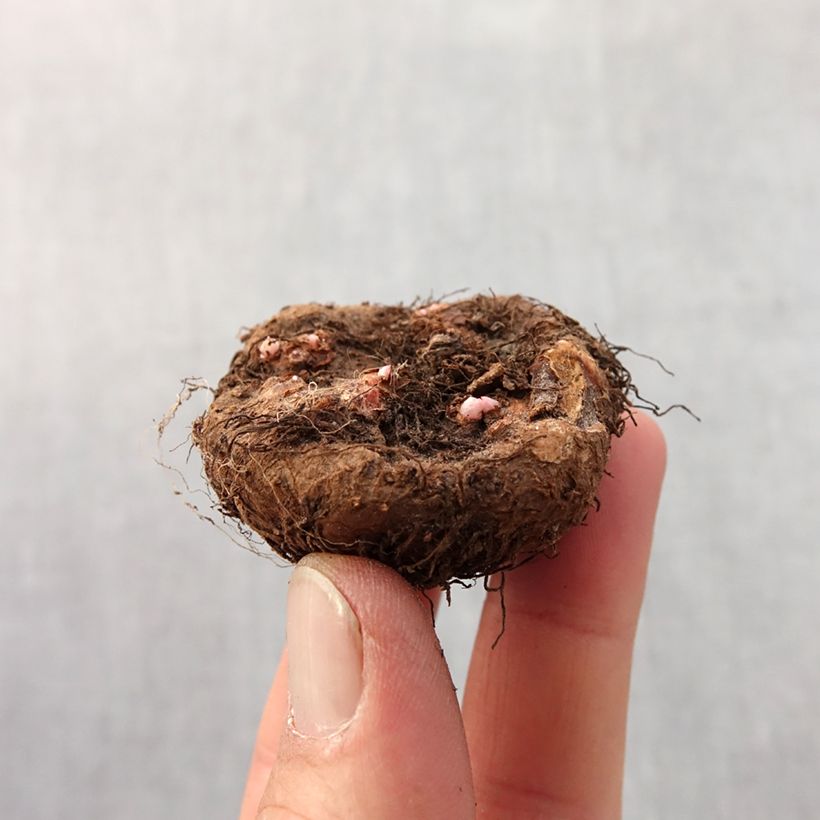 Red Begonia grandiflora - Begonia bulbs Bulb size 4+ sample as delivered in spring