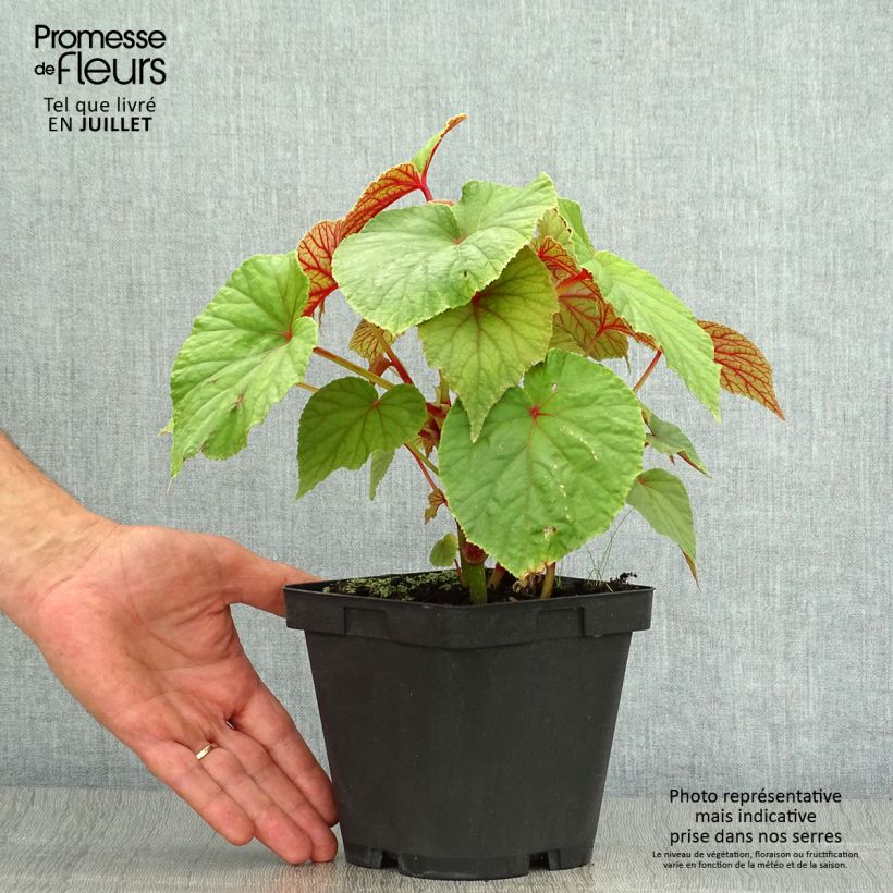 Begonia grandis subsp. evansiana 2L/3L pot sample as delivered in summer