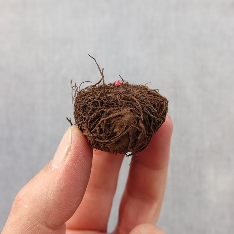 Begonia multiflora Bijou de Gand Bulb size 2,5/5 sample as delivered in spring
