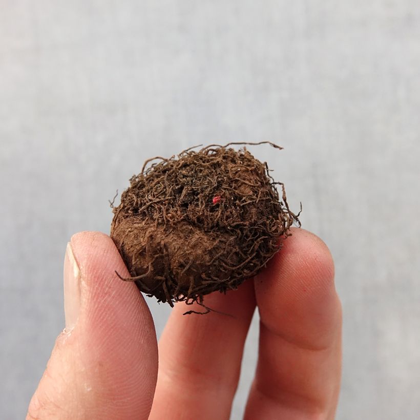 Begonia multiflora Flamboyant Bulb size 2,5/5 sample as delivered in spring