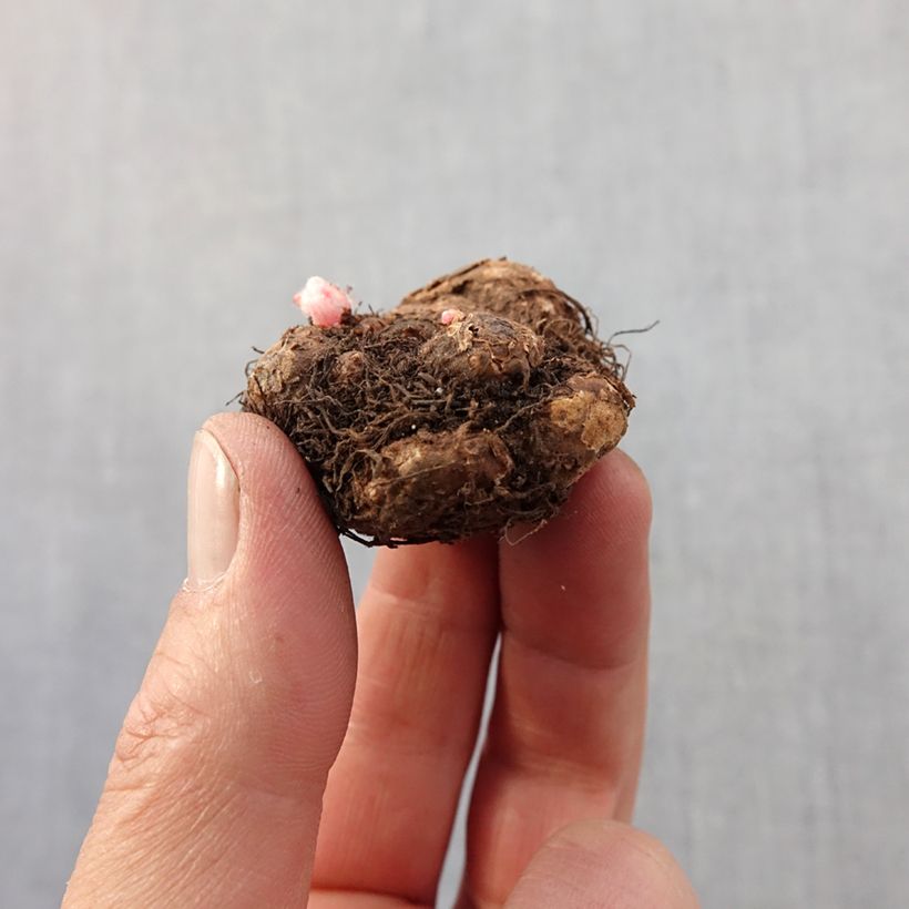 Begonia pendula Tuberhybrida Balcony Pink Bulb size 5+ sample as delivered in spring