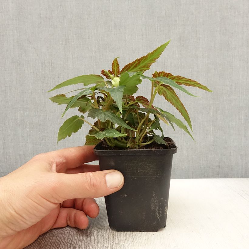 Begonia Belleconia Citrus 8/9 cm pot sample as delivered in spring