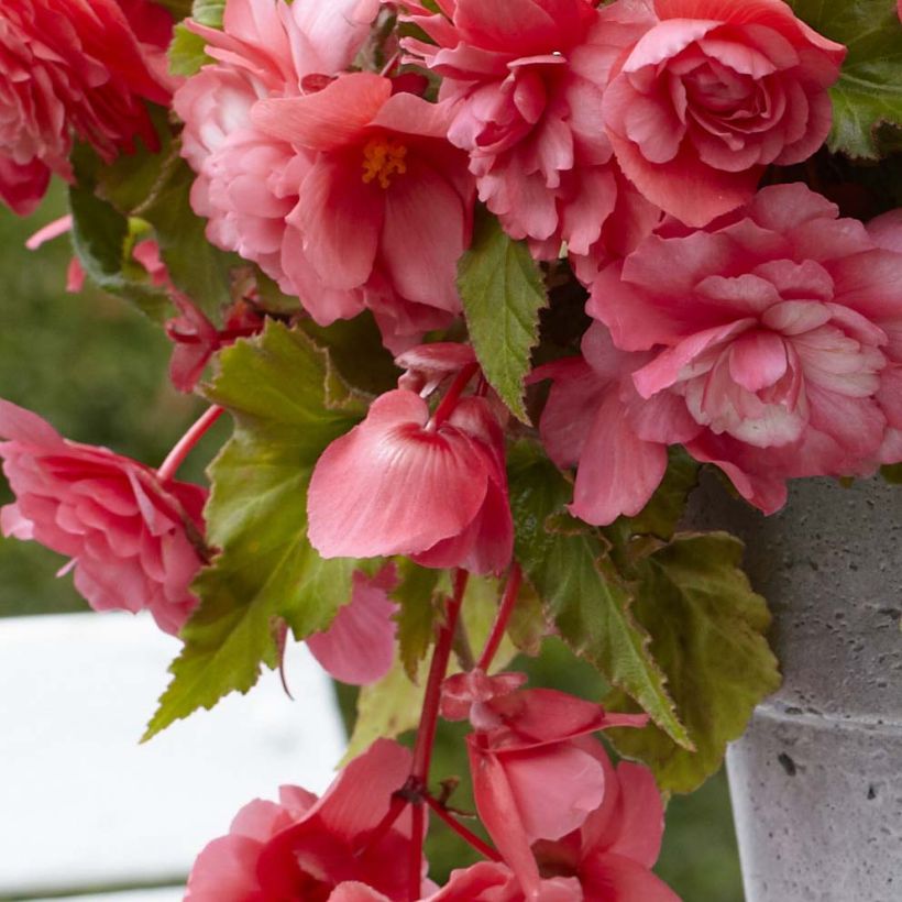 Begonia odorata Mix (Foliage)