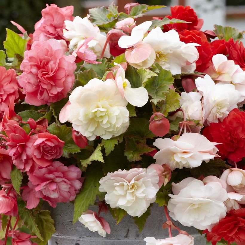 Begonia odorata Mix (Flowering)