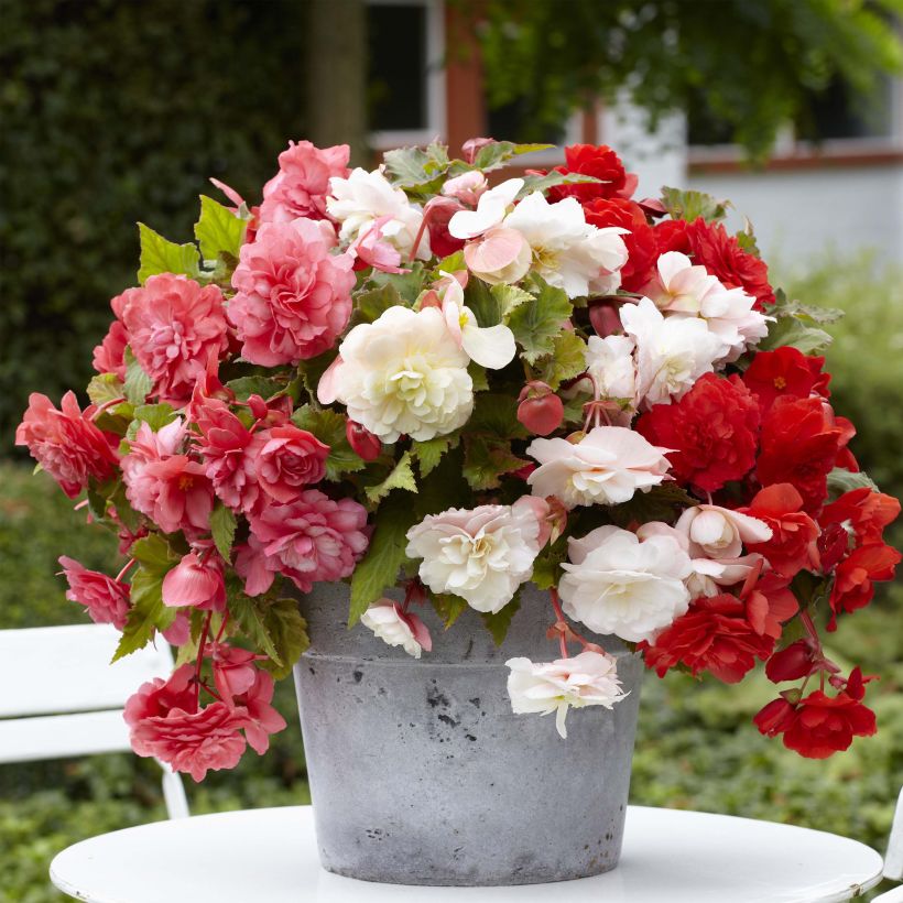 Begonia odorata Mix (Plant habit)