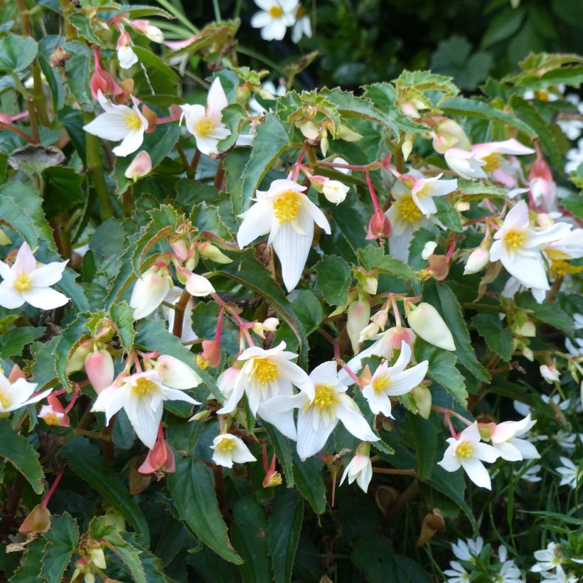 Begonia Summerwings White Elegance (Flowering)