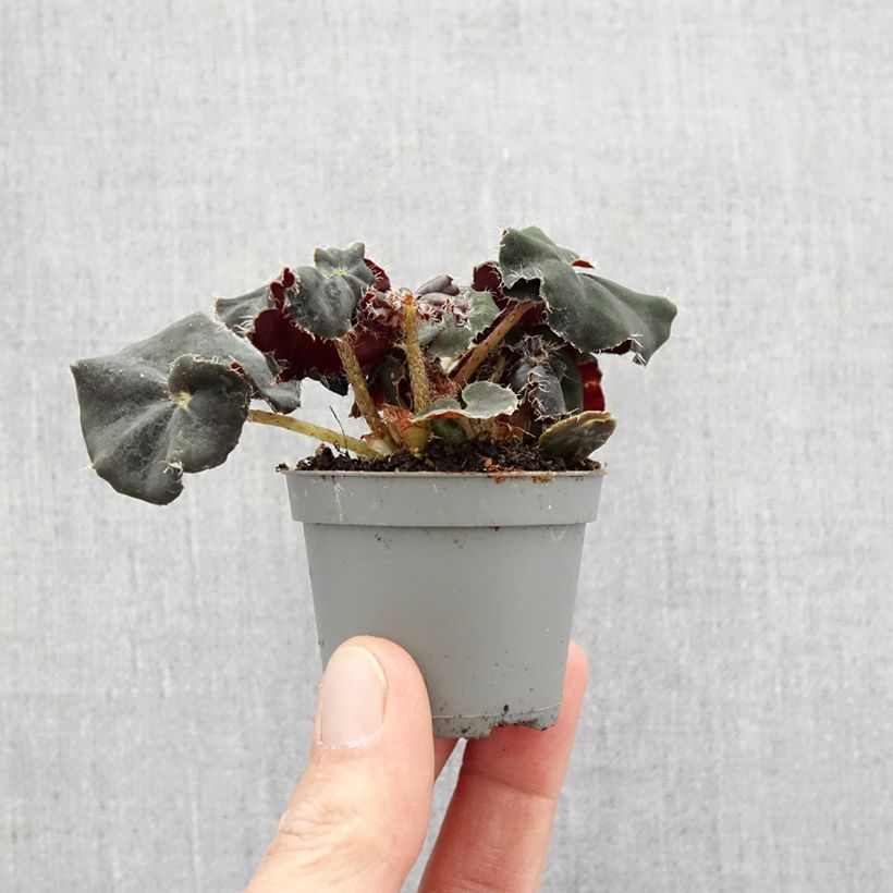 Begonia Rex Dark Mambo Mini-plante sample as delivered in spring