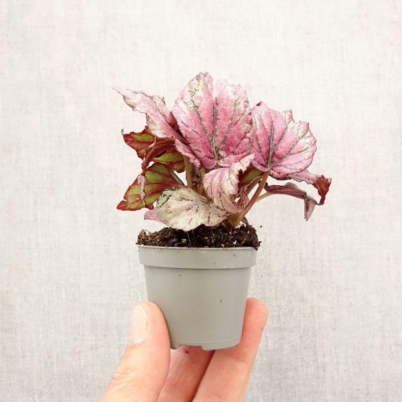 Begonia Rex Hugh McLauchlan Mini-plante sample as delivered in spring