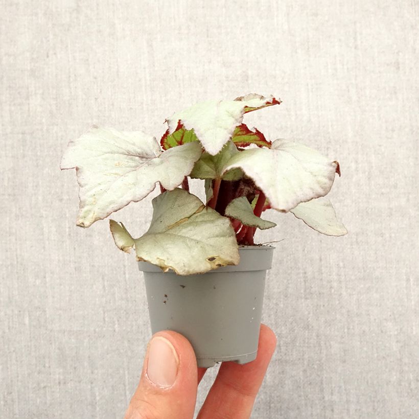 Begonia Rex Pink Pop Mini-plante sample as delivered in spring