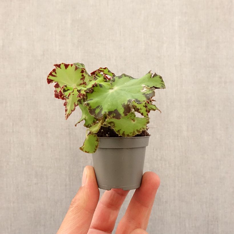 Begonia Rex Red Jive Mini-plante sample as delivered in spring