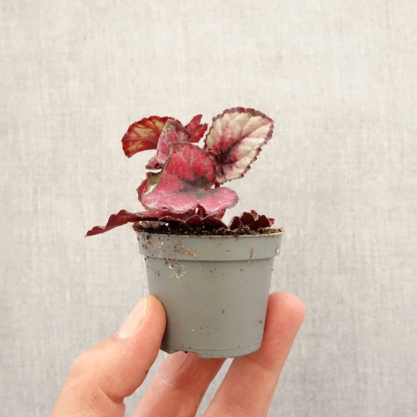 Begonia Rex Red Kiss Mini-plante sample as delivered in spring