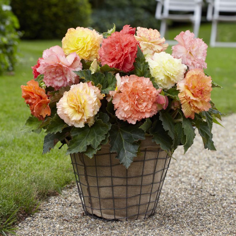 Begonia Fimbriata Samba Mix (Plant habit)