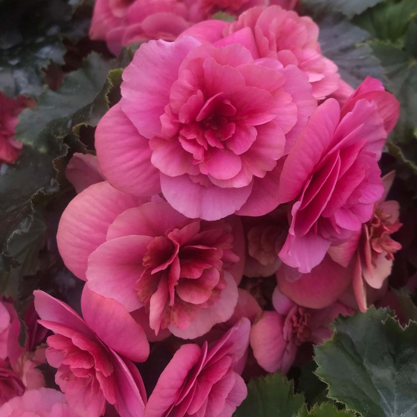 Begonia Sunbrero Pink (Flowering)