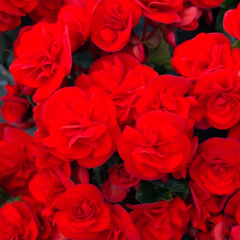 Begonia Sunbrero Red (Flowering)