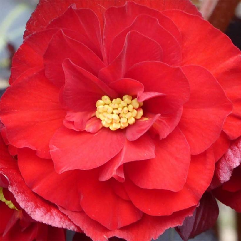 Begonia Switzerland (Flowering)