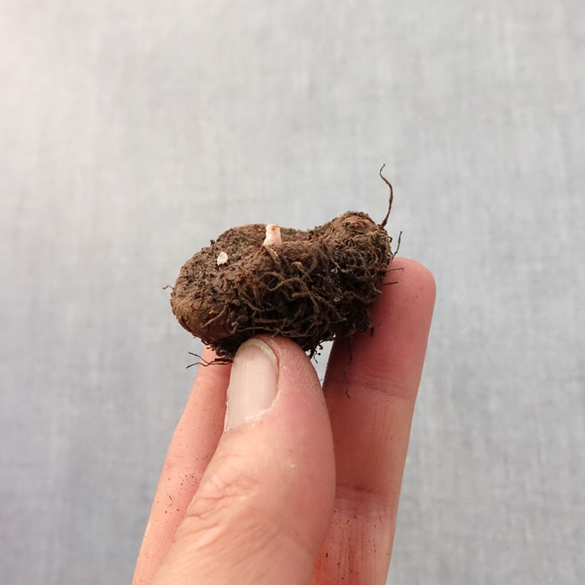 Begonia Switzerland Bulb size 5+ sample as delivered in spring