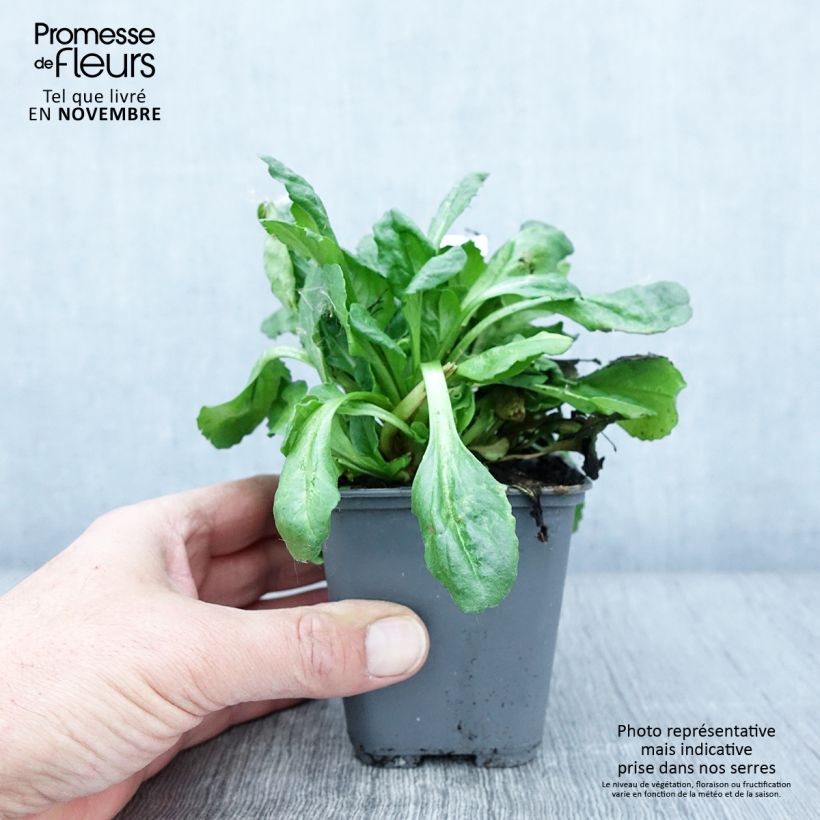 Bellis perennis Roode - Common Daisy 8/9 cm pot sample as delivered in autumn
