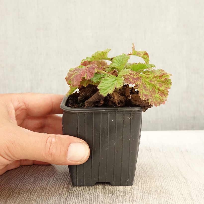Geum rivale Coppertone 8/9 cm pot sample as delivered in autumn