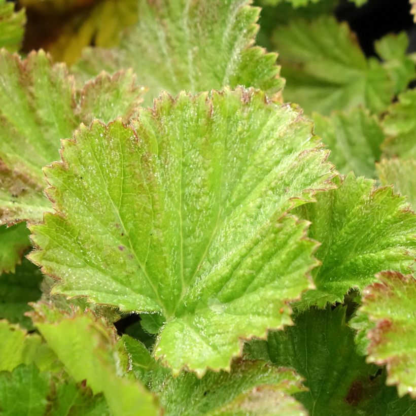 Geum rivale Coppertone (Foliage)