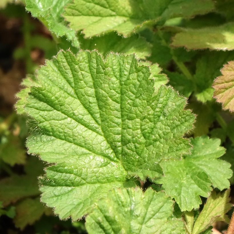 Geum chiloense Dolly North (Foliage)