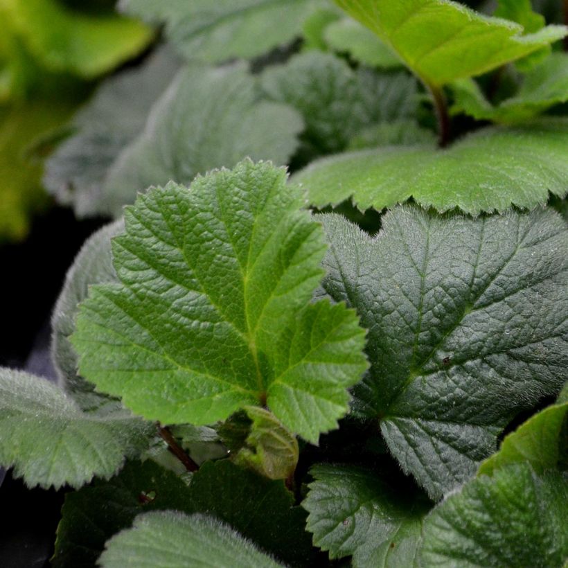 Geum coccineum Borisii (Foliage)